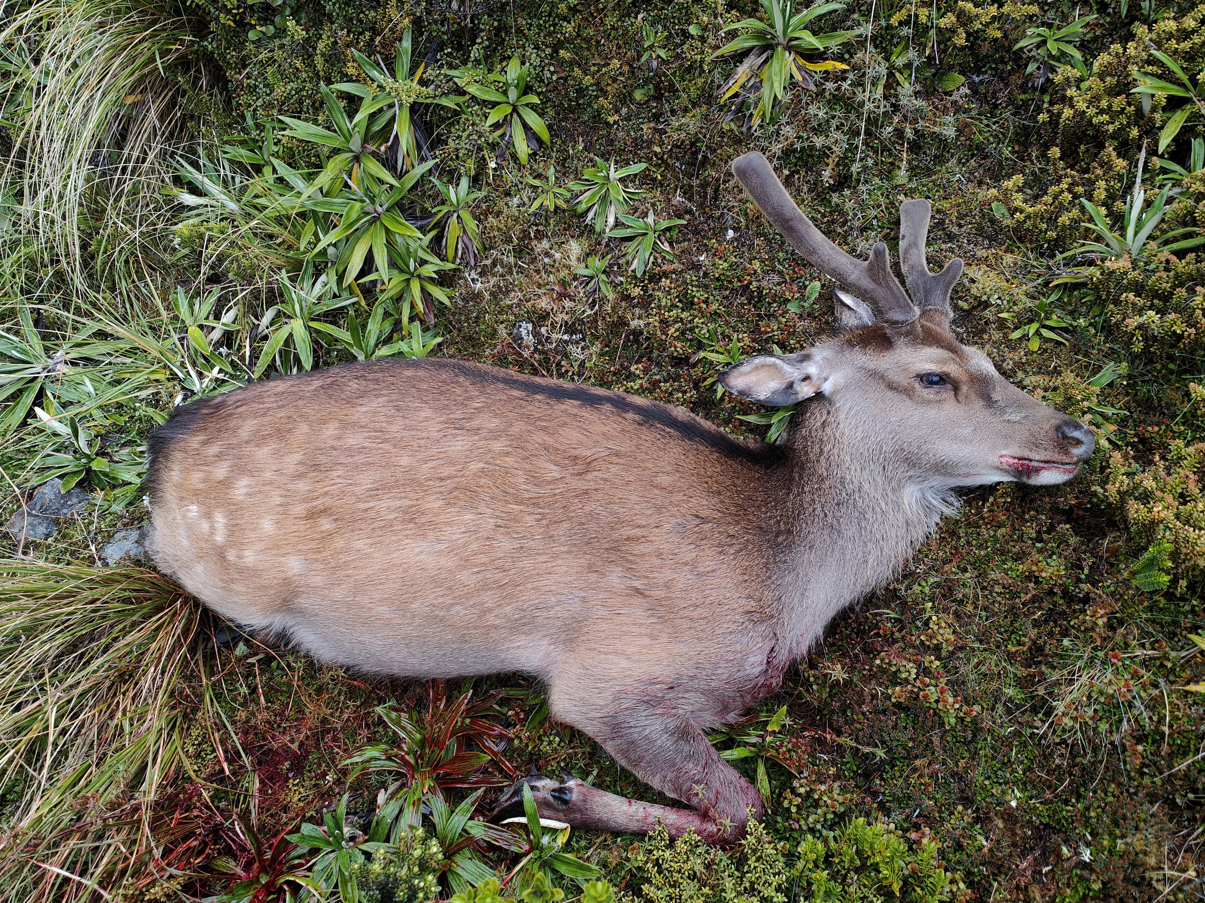 Matt's Sika Stag